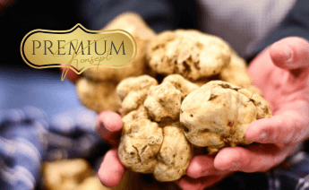 Beyaz Trüfün İzinde İtalya Piedmont Bölgesi Turu